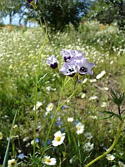 gilia tricolor